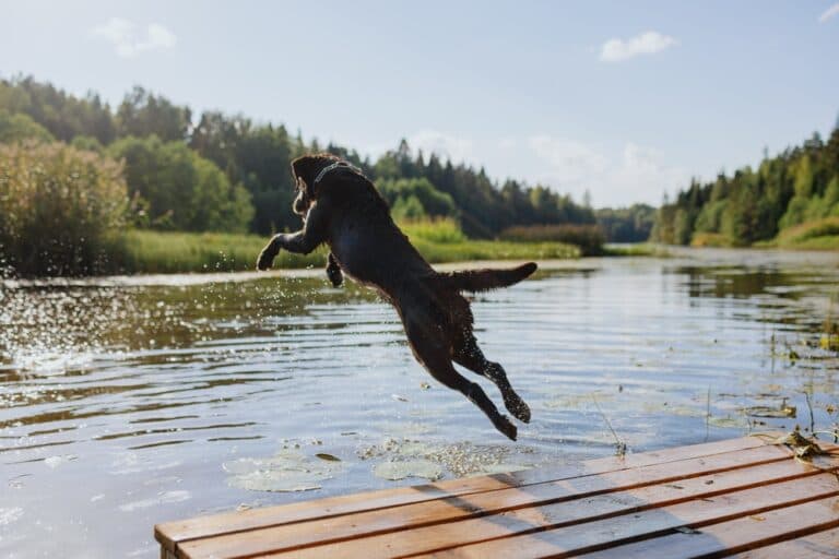 Are Labradors Reactive Dogs?