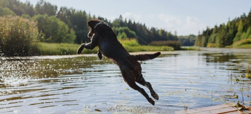 Are Labradors Reactive Dogs?