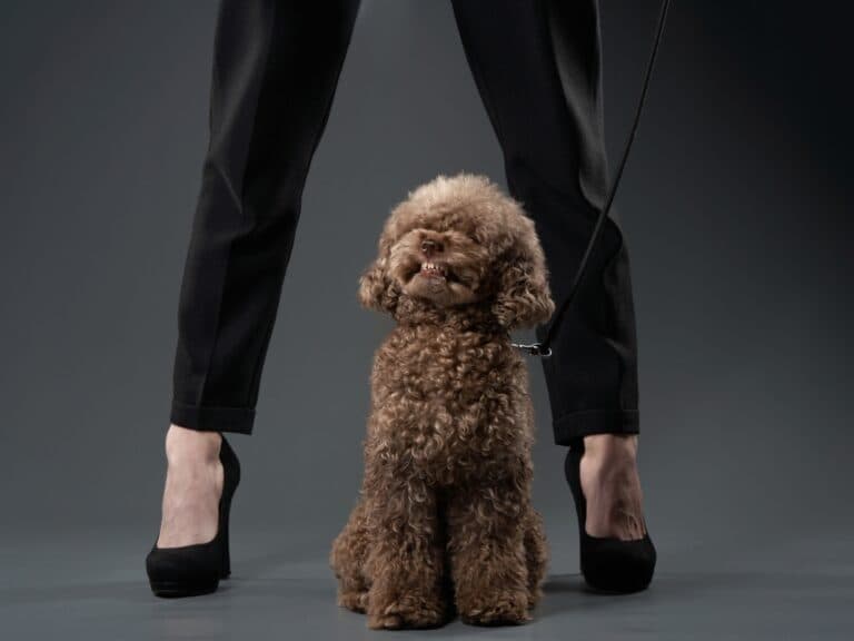 Are Poodles Loyal To One Person?