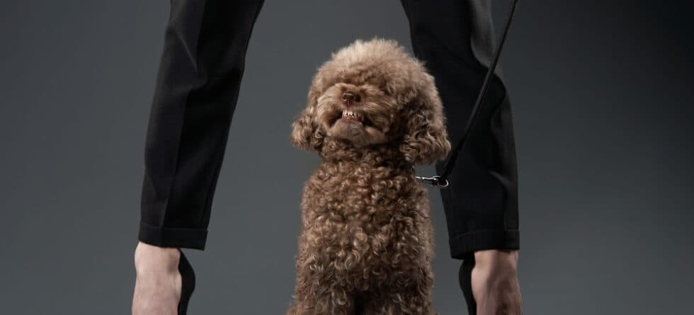 Are Poodles Loyal To One Person?