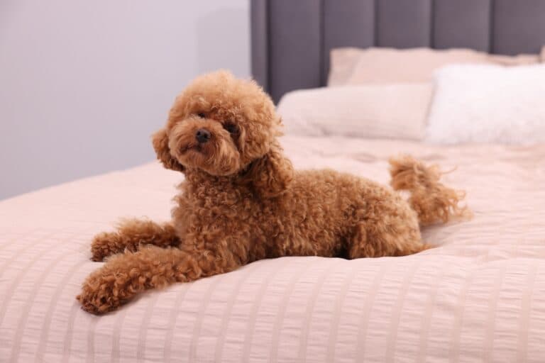 Are Poodles Prone To Health Problems?