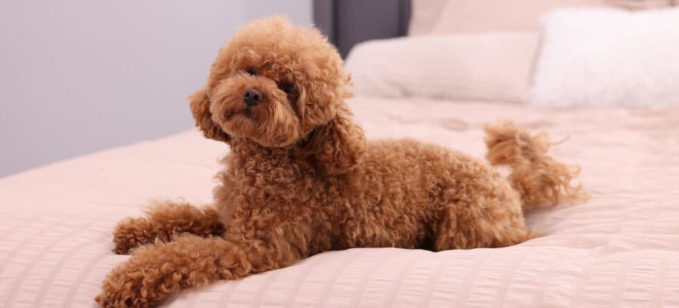 Are Poodles Prone To Health Problems?