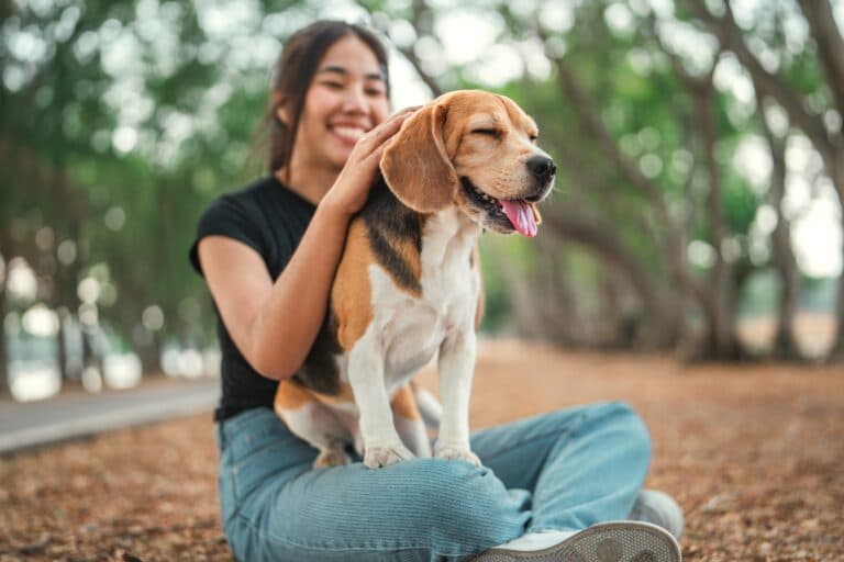Are There 2 Types Of Beagles?