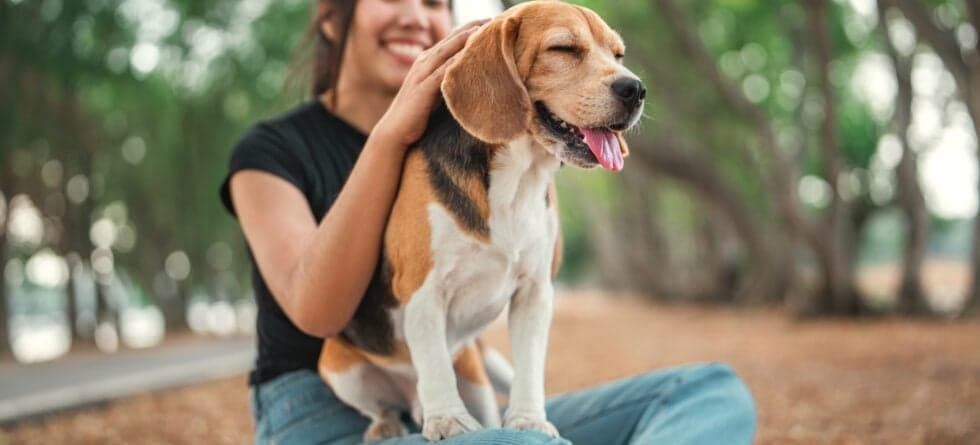 Are There 2 Types Of Beagles?