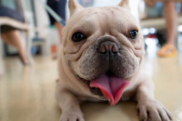 At What Age Do Frenchies Calm Down?