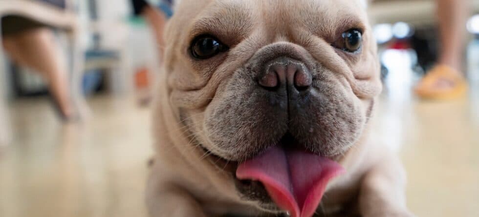 At What Age Do Frenchies Calm Down?