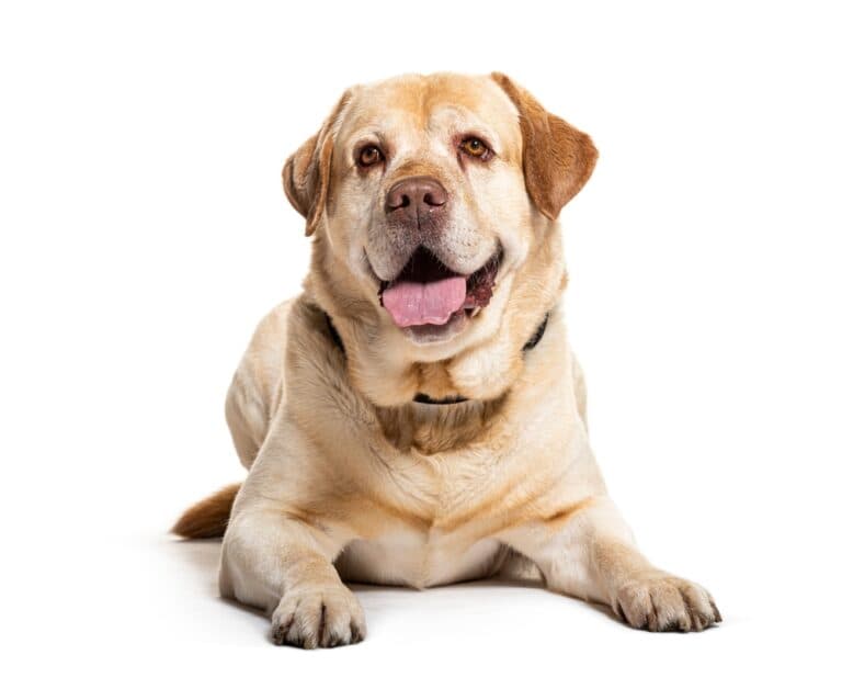 At What Age Do Labs Calm Down?