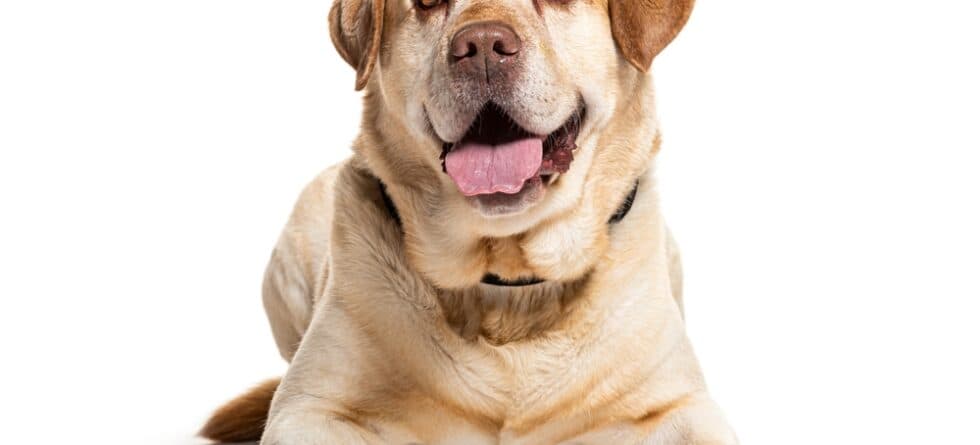 At What Age Do Labs Calm Down?