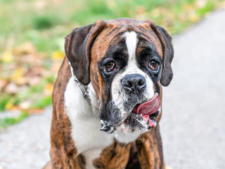 At What Age Is A Boxer Full Grown?