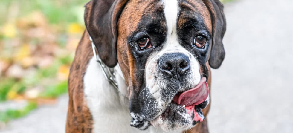 At What Age Is A Boxer Full Grown?