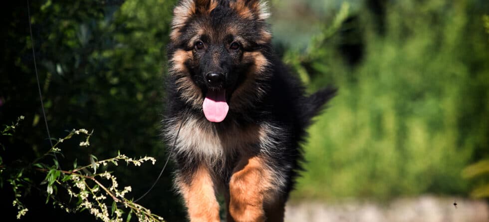 At What Age Is A German Shepherd Full Grown?