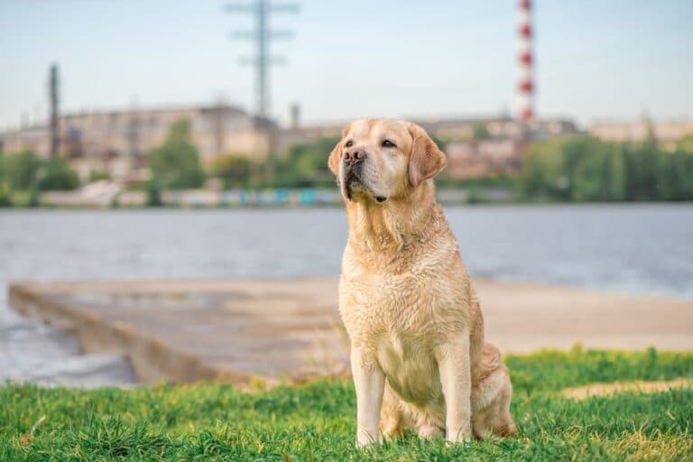 Can A Lab Be A House Dog?