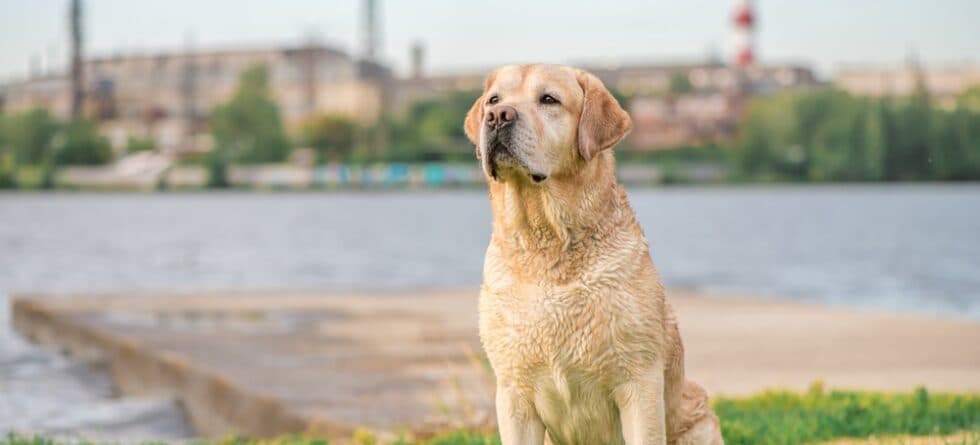 Can A Lab Be A House Dog?