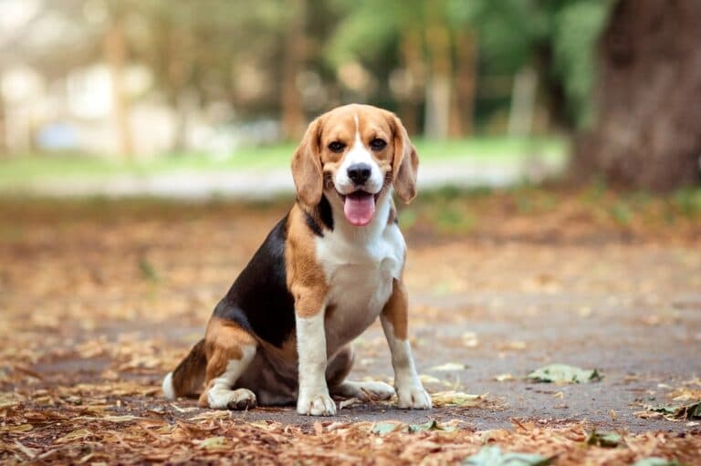 Can Beagles Eat Wet Food?
