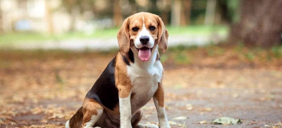 Can Beagles Eat Wet Food?