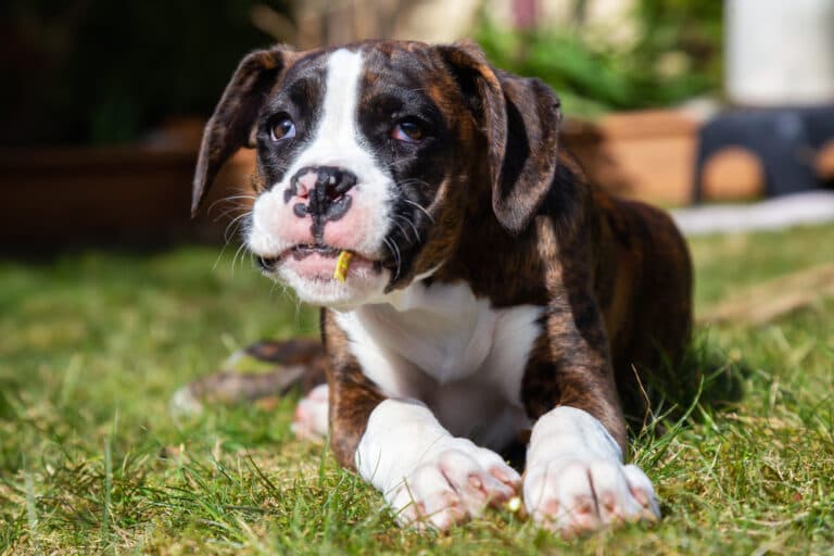Can Boxer Dogs Be Aggressive?