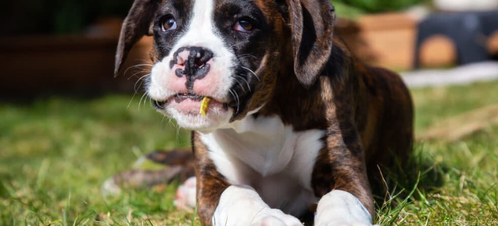 Can Boxer Dogs Be Aggressive?