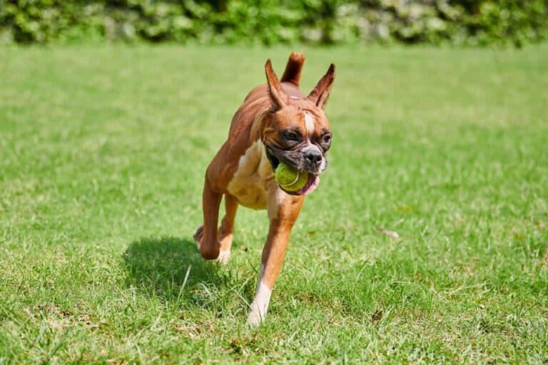 Can Boxer Dogs Stay Outside?