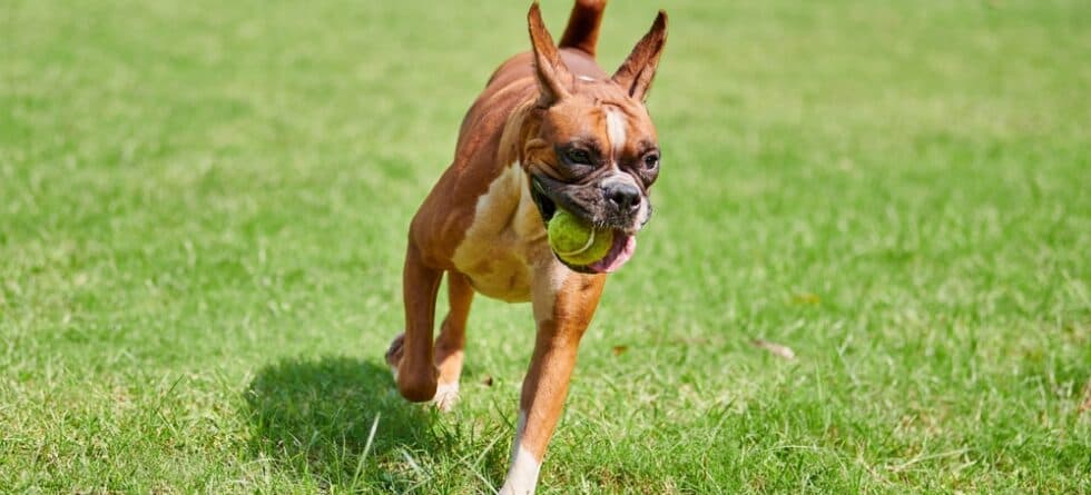 Can Boxer Dogs Stay Outside?