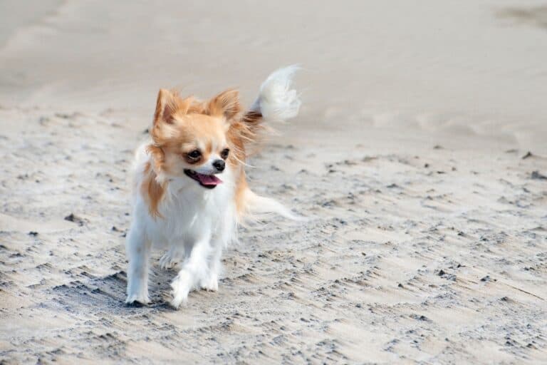 Can Chihuahua Drink Cold Water?