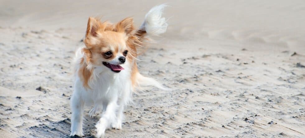 Can Chihuahua Drink Cold Water?