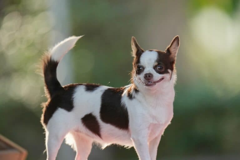 Can Chihuahuas Be Friendly?