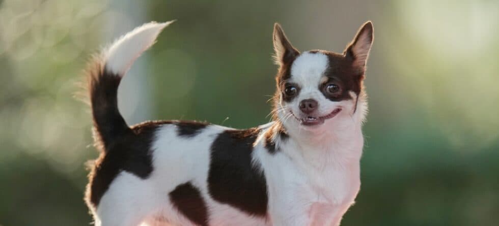 Can Chihuahuas Be Friendly?