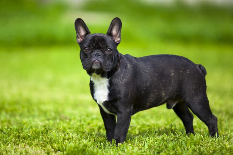 Can French Dogs Eat Rice?