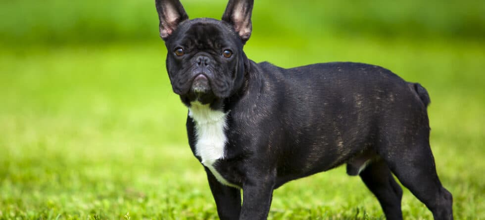 Can French Dogs Eat Rice?