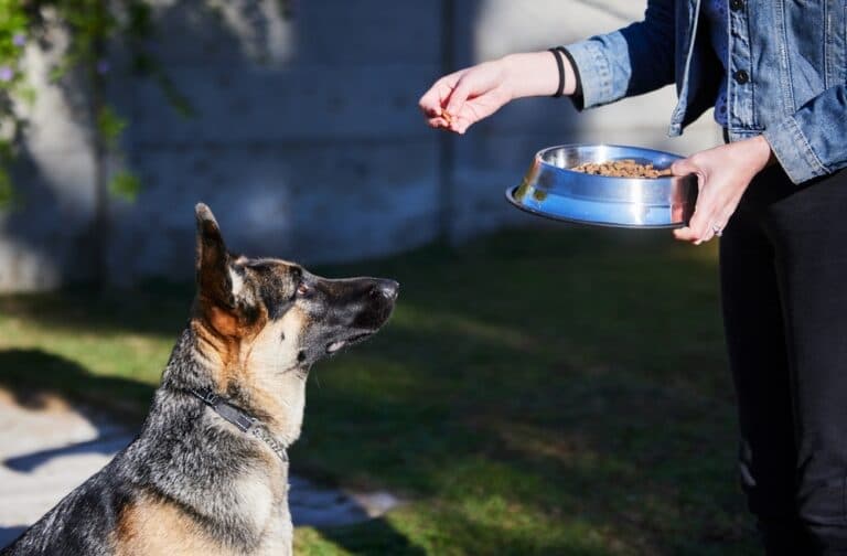 Can German Shepherds Eat Bananas?