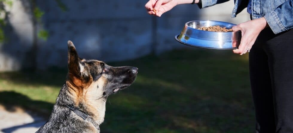 Can German Shepherds Eat Bananas?