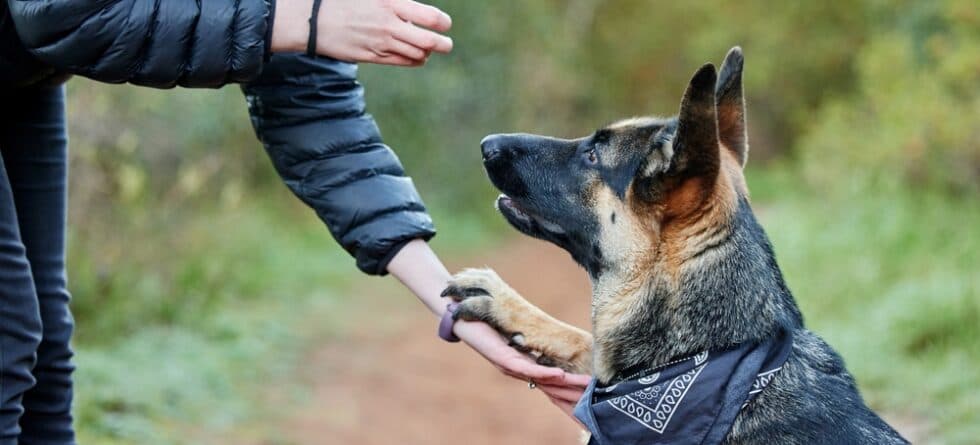 Can German Shepherds Eat Bread?
