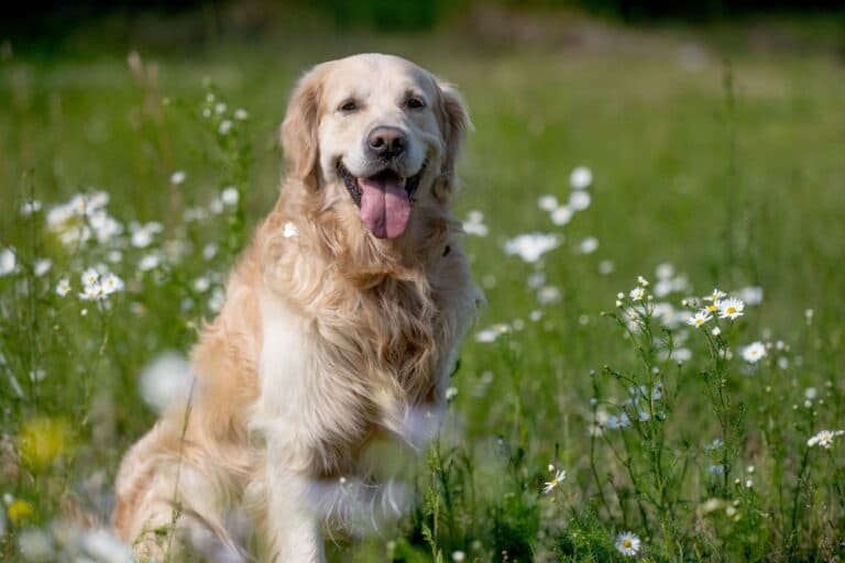 Can I Let My Golden Retriever Air Dry After A Bath?
