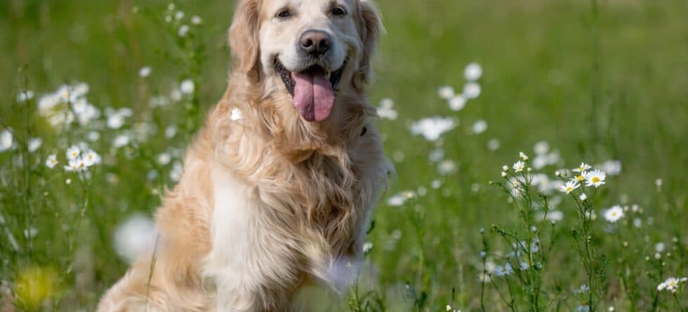 Can I Let My Golden Retriever Air Dry After A Bath?