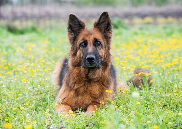 Can I Rub Coconut Oil On My German Shepherd?