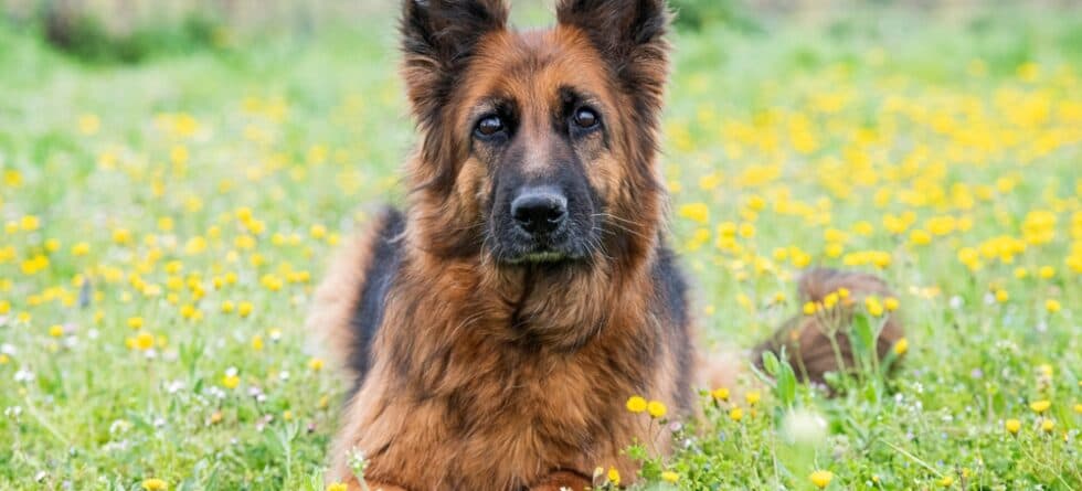 Can I Rub Coconut Oil On My German Shepherd?