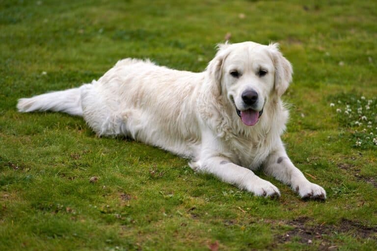 Can I Use Human Shampoo On My Golden Retriever?
