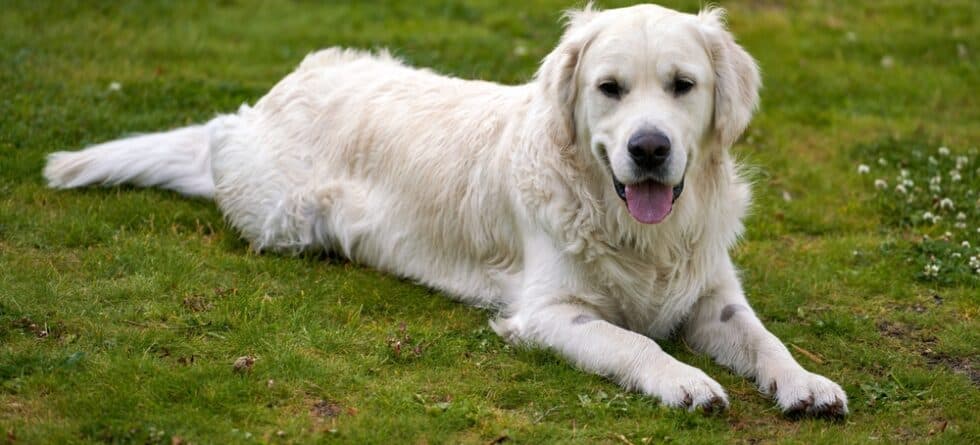 Can I Use Human Shampoo On My Golden Retriever?