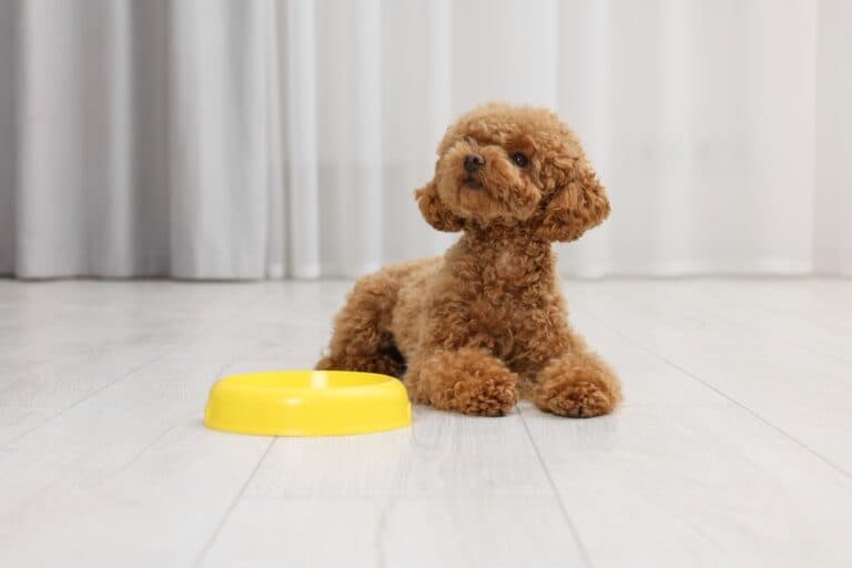 Can Poodles Eat Bananas?