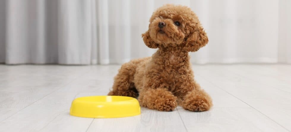 Can Poodles Eat Bananas?