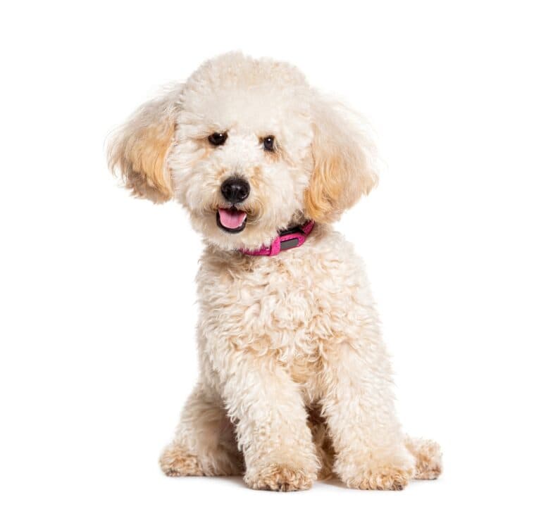 Can Poodles Eat Chicken Everyday?