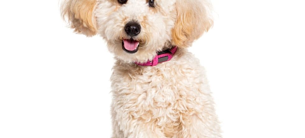 Can Poodles Eat Chicken Everyday?