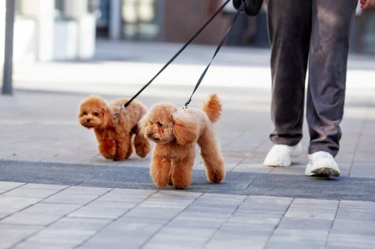 Can Poodles Sense Danger?