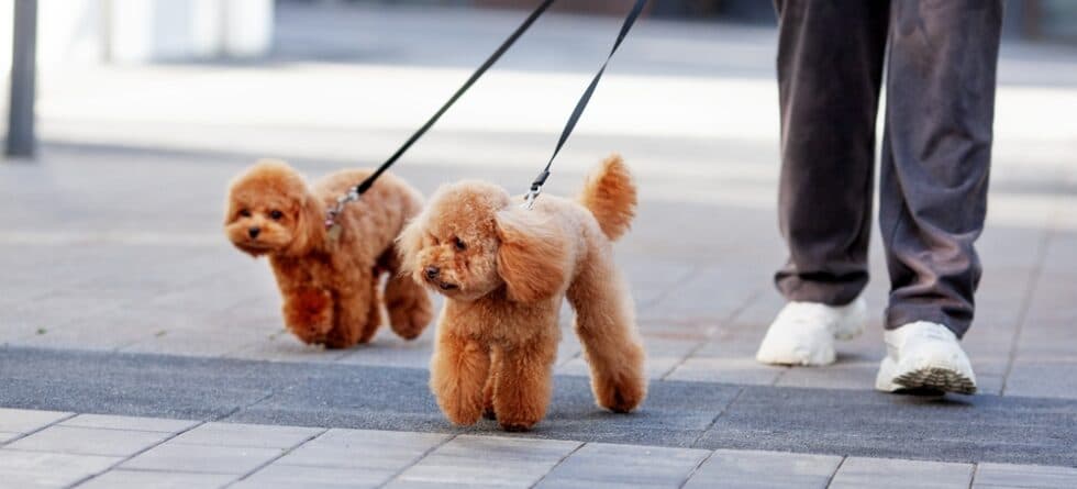 Can Poodles Sense Danger?