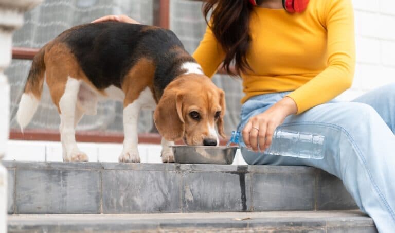 Do Beagles Drink A Lot Of Water?