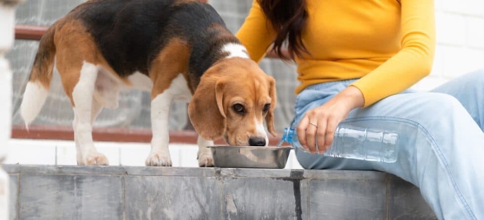 Do Beagles Drink A Lot Of Water?