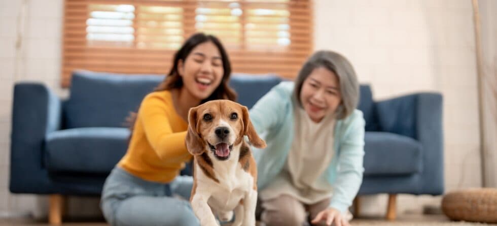 Do Beagles Have An Odor?