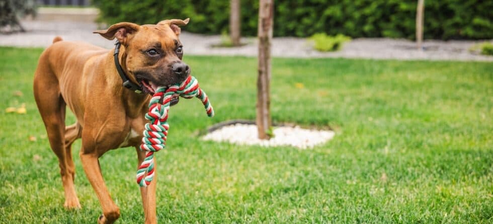 Do Boxer Dogs Get Jealous?