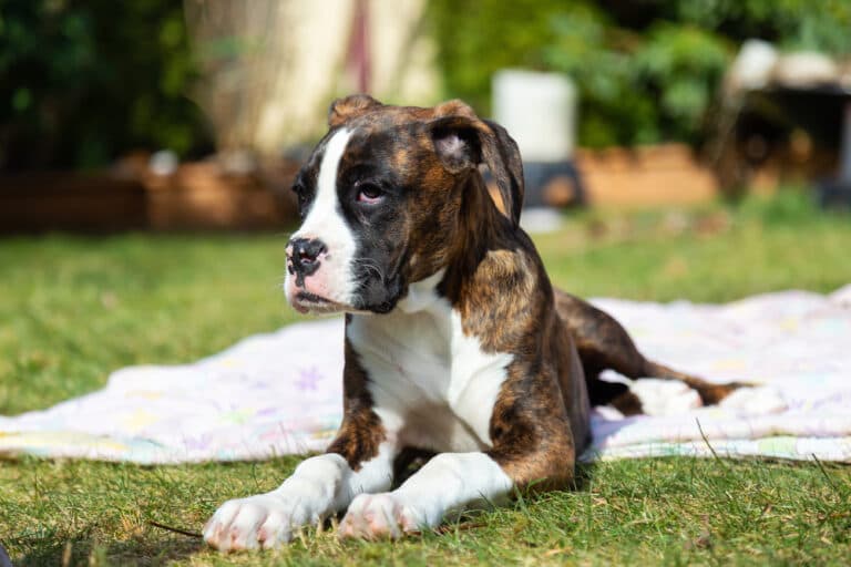 Do Boxers Guard Their Owners?