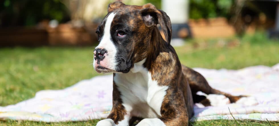 Do Boxers Guard Their Owners?